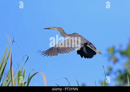 Great-billed Reiher im Flug in Papua-Neuguinea Stockfoto