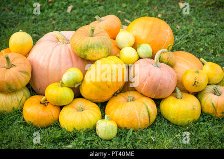 Bild von der Ernte der Kürbisse Stockfoto