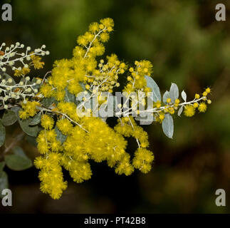 Australische Wildblumen, leuchtend gelben Blumen & blau grau Blätter von Acacia podalyrifolia, Mount Morgan/Queensland Silber Wattle, dk grüner Hintergrund Stockfoto
