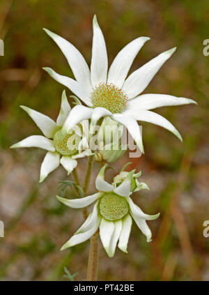 Gruppe der großen weißen Flanell Blumen, Actinotus helianti, Australische Wildblumen, gegen die dunklen braunen Hintergrund - Symbol der psychischen Gesundheit Bewusstsein Stockfoto