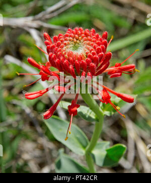 Ungewöhnliche Australian wildflower, leuchtend rote Blume des Lampranthus haemostachya, Blut Mohn auf dem Hintergrund der Blau-grüne Laub in Queensland, Australien Stockfoto