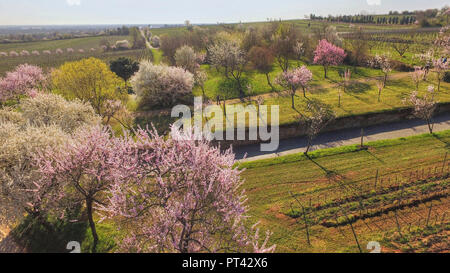 Mandelblüte in der Nähe von Neustadt-Gimmeldingen, Pfalz, Pfälzer Weinstraße, Rheinland-Pfalz, Deutschland, Luftaufnahme Stockfoto