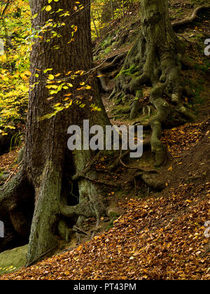 Europa, Deutschland, Sachsen-Anhalt, Harz National Park, Herbst im Ilsetal, Ilsenburg Stockfoto