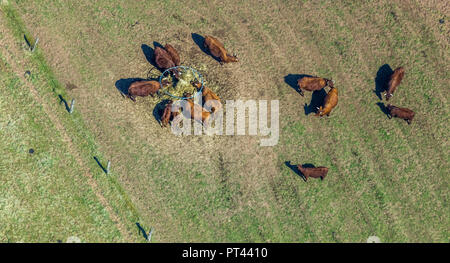 Highland Cattle in der Nähe Reiterhof Anima in Carlshof in Vöhl, Landkreis Waldeck-Frankenberg, Edersee, Naturpark Kellerwald-Edersee Nationalpark Kellerwald-Edersee, Hessen, Deutschland Stockfoto