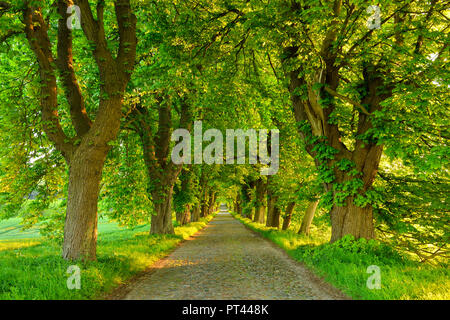 Kastanienallee im Morgenlicht, alte Kopfsteinpflaster, in der Nähe von Binz, Insel Rügen, Mecklenburg-Vorpommern, Deutschland Stockfoto