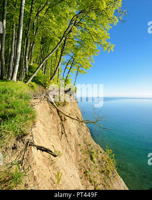 Deutschland, Mecklenburg-Vorpommern, Insel Rügen, Nationalpark Jasmund, Buche Wald am Rande der Klippe, mit Blick auf die Ostsee. Stockfoto