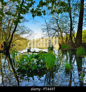 Deutschland, Mecklenburg-Vorpommern, Insel Rügen, Nationalpark Jasmund, UNESCO-Weltkulturerbe, Herthasee, Marsh Ringelblumen blühen Stockfoto