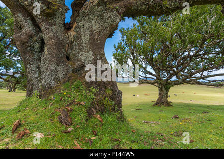 Laurel Bäume und Kühe im Hintergrund, Laurisilva Wald, Fanal, Porto Moniz Gemeinde, Region Madeira, Portugal, Stockfoto