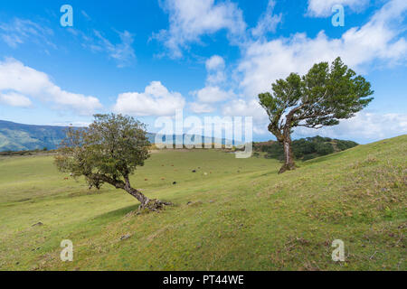 Laurel Bäume und Kühe im Hintergrund, Laurisilva Wald, Fanal, Porto Moniz Gemeinde, Region Madeira, Portugal, Stockfoto