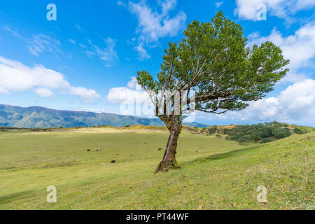 Lorbeerbaum und Kühe im Hintergrund, Laurisilva Wald, Fanal, Porto Moniz Gemeinde, Region Madeira, Portugal, Stockfoto