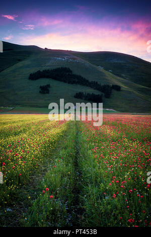 Europa, Italien, Umbrien, Perugia, Castelluccio von Norcia blühen, Nationalpark Monti Sibillini, Stockfoto