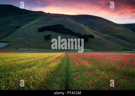 Europa, Italien, Umbrien, Perugia, Castelluccio von Norcia blühen, Nationalpark Monti Sibillini, Stockfoto