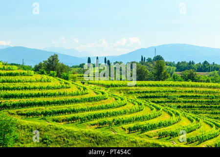 Die Weinberge von Buttrio in einem Sommertag, Collio Friulano, Provinz Udine, Friaul-Julisch-Venetien, Italien Stockfoto