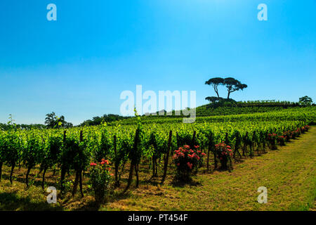 Die Weinberge von Buttrio in einem Sommertag, Collio Friulano, Provinz Udine, Friaul-Julisch-Venetien, Italien Stockfoto