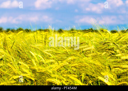 Felder in der Landschaft der Provinz Udine, Udine, Friaul-Julisch-Venetien, Italien Stockfoto