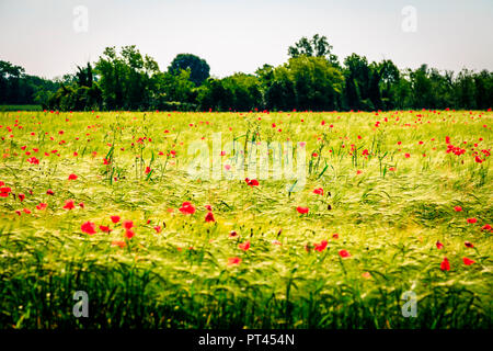 Felder in der Landschaft der Provinz Udine, Udine, Friaul-Julisch-Venetien, Italien Stockfoto