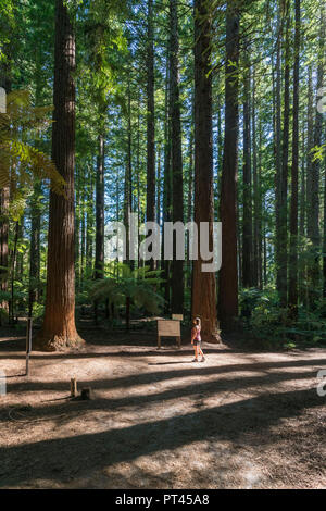Frau im Redwoods, Whakarewarewa Forest, Rotorua, Bay of Plenty, North Island, Neuseeland, Stockfoto