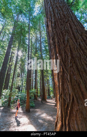 Frau im Redwoods, Whakarewarewa Forest, Rotorua, Bay of Plenty, North Island, Neuseeland, Stockfoto