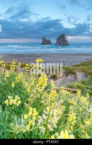 Gelbe Blüten mit Torbogen Inseln im Hintergrund, Wharariki Beach, Puponga, Tasman District, South Island, Neuseeland, Stockfoto