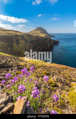 Lila Blüten und der Punkt der Saint Lawrence im Hintergrund, Distrikt, Region Machico Madeira, Portugal, Stockfoto