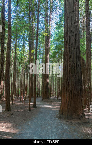 Fußweg durch die Redwoods, Whakarewarewa Forest, Rotorua, Bay of Plenty, North Island, Neuseeland, Stockfoto