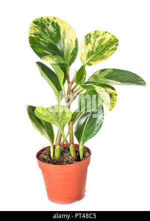 Peperomia obtusifolia Pflanze vor weißem Hintergrund Stockfoto