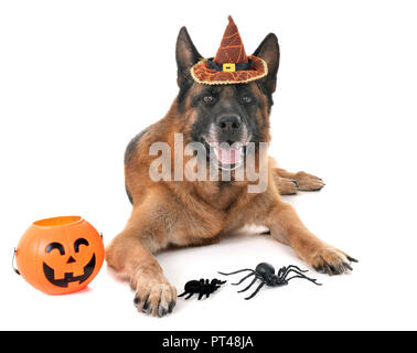Schäferhund und Halloween vor weißem Hintergrund Stockfoto