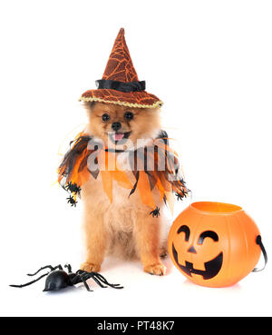 Pomeranian Welpen und Halloween vor weißem Hintergrund Stockfoto