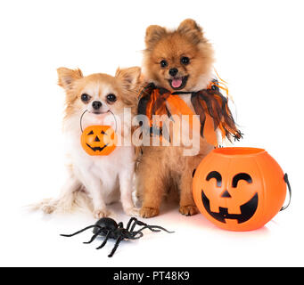 Pomeranian Welpen, Chihuahua und Halloween vor weißem Hintergrund Stockfoto