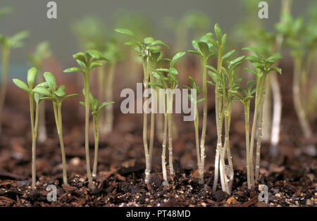 Kresse (Lepidium sativum) WACHSENDE Stockfoto