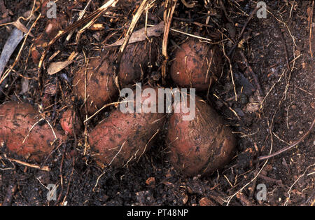 YAM Knollen wachsen (DIOSCOREA ALATA) Stockfoto