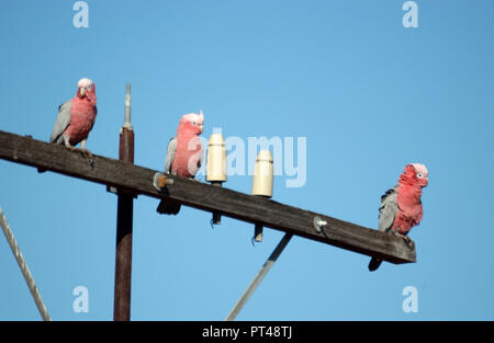 Drei GALAHS (EOLOPHUS ROSEICAPILLA thront auf einem STROMMAST, WESTERN AUSTRALIA. Stockfoto