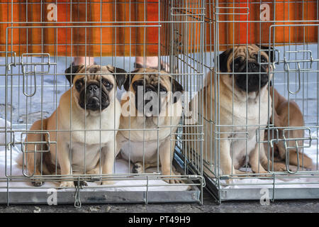 Drei erbärmliche Suche Mops Hunde in Ihrer Bank während der World Dog Show in Amsterdam in den Niederlanden eingeschlossen Stockfoto