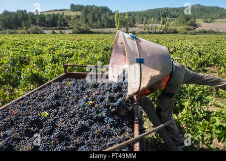 Letzte französische Ernte vor Brexit. Großbritannien kauft bis zu einem Drittel der französischen Wein exportiert. Diese Trauben werden von der Bush von Hand, Aude, Region, Frankreich, Stockfoto