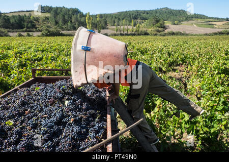 Letzte französische Ernte vor Brexit. Großbritannien kauft bis zu einem Drittel der französischen Wein exportiert. Diese Trauben werden von der Bush von Hand, Aude, Region, Frankreich, Stockfoto