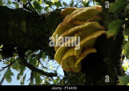 Halterung Pilz auf obstbaum in der Nähe von Flums, Schweizer Alpen Stockfoto