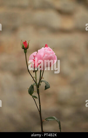 Rosa Rose und rose Knospen im Garten an einem sonnigen Tag Stockfoto