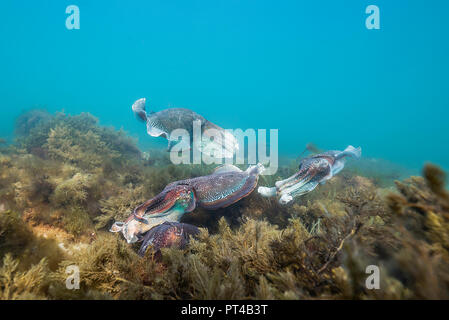 Männliche Australische riesigen Tintenfisch seine weiblichen schützen, als sie versucht, ihr Eier zu legen, während der jährlichen Paarung und Migration. Stockfoto