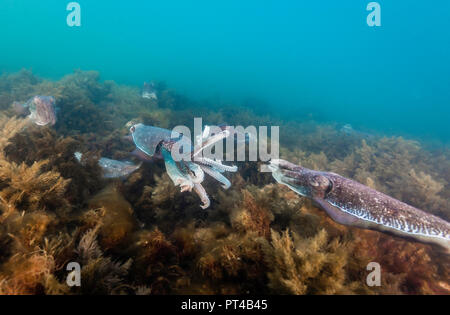 Männliche Australische riesigen Tintenfisch Kämpfe während der jährlichen Paarung und Migration. Stockfoto