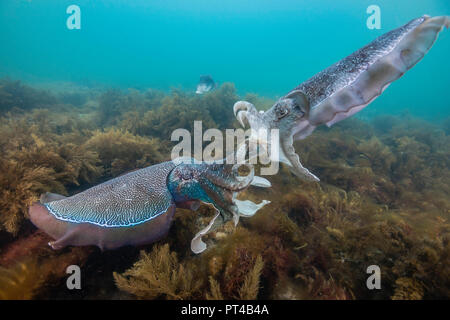 Männliche Australische riesigen Tintenfisch Kämpfe während der jährlichen Paarung und Migration. Stockfoto