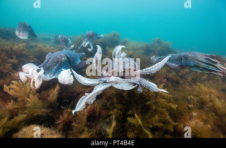 Männliche Australische riesigen Tintenfisch Kämpfe während der jährlichen Paarung und Migration. Stockfoto