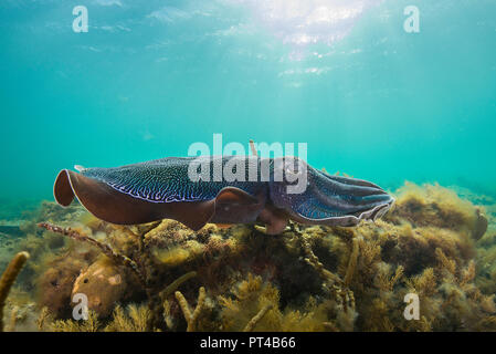 Australische riesige Tintenfische während der jährlichen Paarung und Migration. Stockfoto