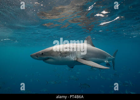 Great White Shark schwimmen mit einer Schule der Buchsen. Stockfoto