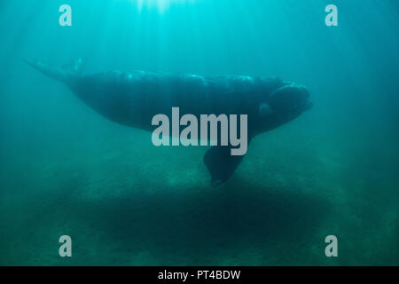 Southern Right Whale in seichtem Wasser, Halbinsel Valdes. Stockfoto