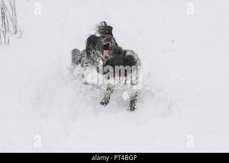 Snow dogs Stockfoto