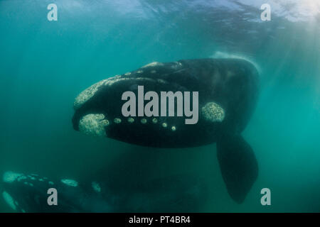 Southern Right Wale, die Walker Bay, Hermanus. Stockfoto