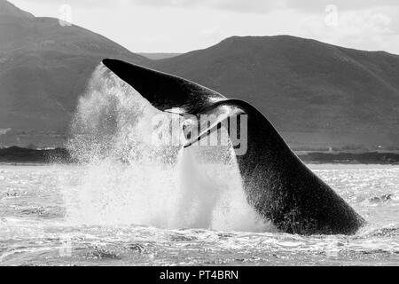 Southern Right Whale Lob-Tailing. Stockfoto
