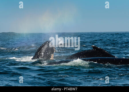 Buckelwale Fütterung auf Krill in der Nähe von Langebaan, Südafrika. Stockfoto