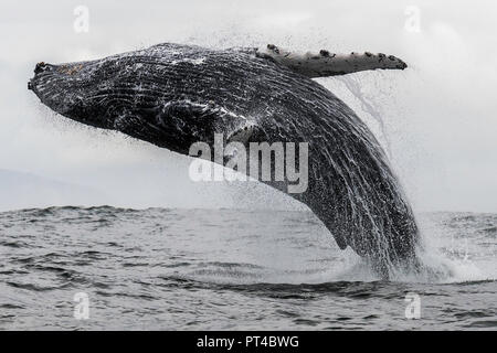 Referenzwert Buckelwal, Langebaan, Südafrika. Stockfoto