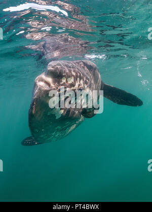 Nahaufnahme von einem ozeanischen sun Fische, Westküste von Südafrika. Stockfoto